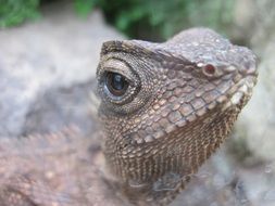 portrait of a big lizard on blurred background