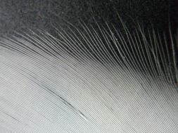 villus bird feather close up