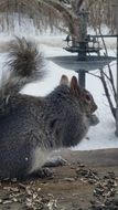 gray squirrel among nature