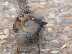 attractive Sparrow Bird