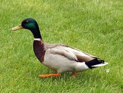 duck on the grass