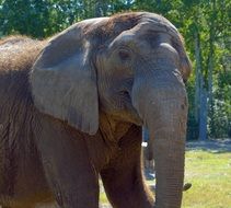 majestic large elephant