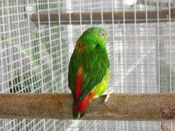 green parrot sitting in a cage
