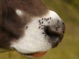 flies on snout of livestock