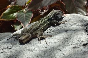 Lizard Tail