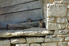 cute kittens outdoor