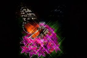 butterfly in artistic effect