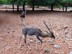 blackbuck in wildlife