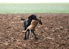 hunting dog with a hare in the mouth