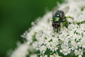Macro photo of fly on a small white flower