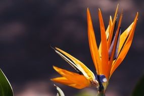 amazing bird of paradise
