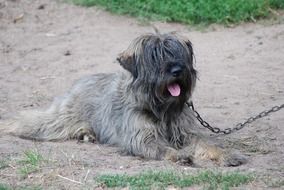 cute Tramp Dog with chain portrait