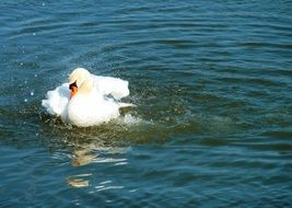 swan splashing water in the lake