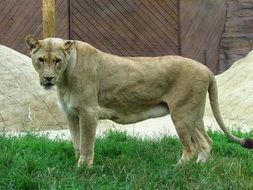 standing graceful lioness