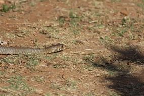 brown snake in india