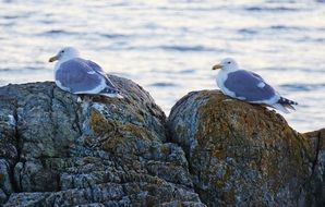 astounding Seagulls Victoria
