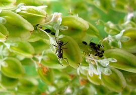 ants on green leaves of a tree