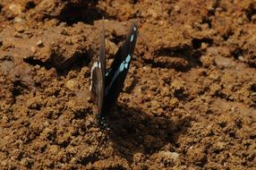 closeup photo of beautiful butterfly on the sand