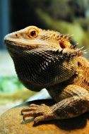 lizard in the zoo