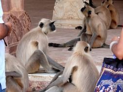 young monkeys in India