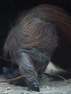 monkey paw
