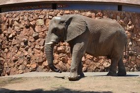 gray baby elephant in a city zoo