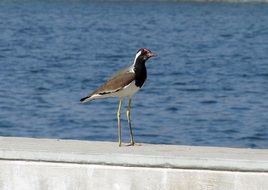 Bird on the waterfront in India