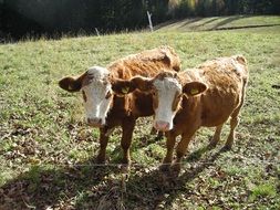 two calves on a green meadow