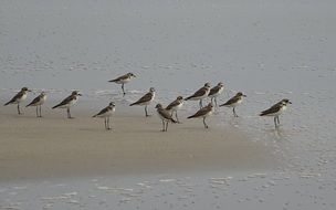 lesser sand plover on the beach in india