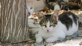 cat with an expressive look