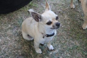Chihuahua Dog Cute