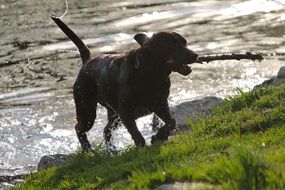 Beautiful black dog with the stick near the water