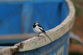 Closeup photo of the African Pied Wagtail Bird