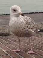 Young Seagull