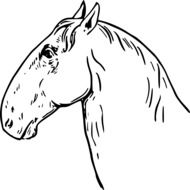 Head Horse drawing