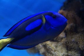 Colorful surgeonfish on a coral reef underwater