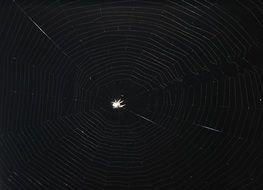 cobweb in the dark