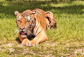big gorgeous Bengal Tiger