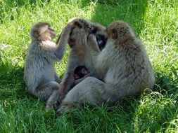 monkeys comb each other
