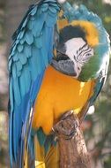 the parrot put his head well behind the wing