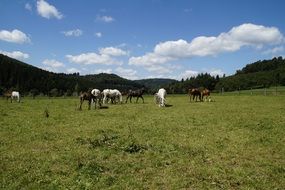 grazing herd of mares and foals