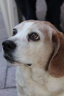 dog with a thoughtful look