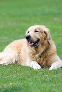 friendly kind golden retriever on the grass