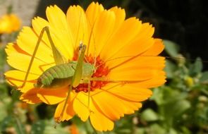 Grasshopper on the caelifera