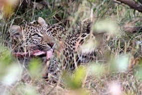 leopard in habitat in south africa
