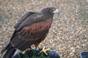 bird of prey on a stone in the wild