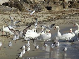 variety of birds on the beach