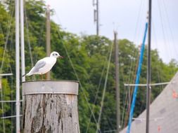 Seagull Bird on a boat