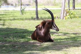 African Antelope