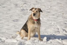 mongrel sitting on the snow